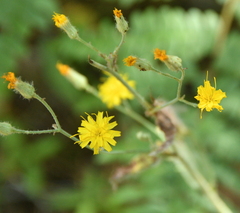 Hieracium scouleri