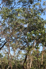 Acacia rothii