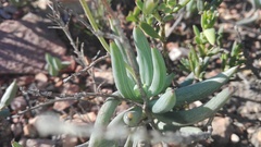 Curio crassulifolius