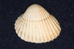 Cardiidae