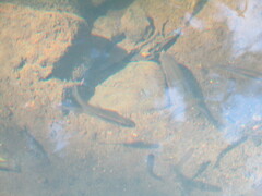 Rhinichthys atratulus