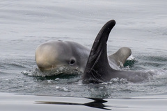 Grampus griseus