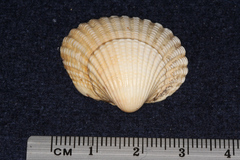 Cardiidae