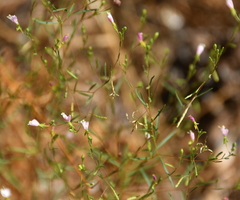 Gayophytum diffusum