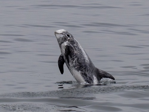 Risso's Dolphin