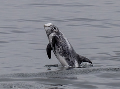 Grampus griseus
