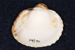 Cardiidae