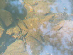 Rhinichthys atratulus