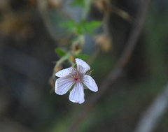 Geranium richardsonii