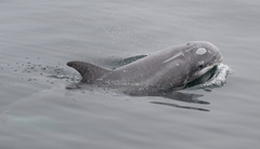 Grampus griseus
