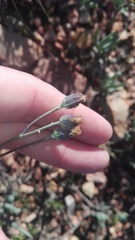 Curio crassulifolius