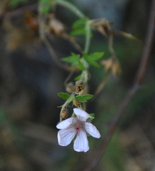 Geranium richardsonii