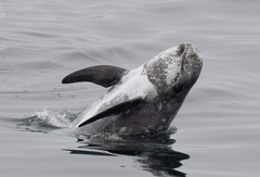 Grampus griseus