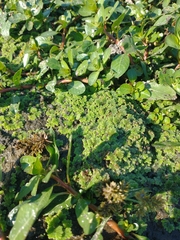 Azolla filiculoides