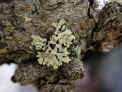 Parmeliopsis ambigua