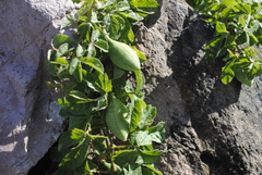 Passiflora bryonioides