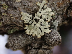 Parmeliopsis ambigua