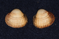 Cardiidae