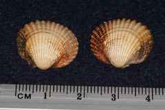 Cardiidae