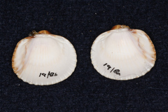 Cardiidae