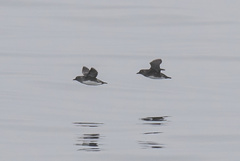Ptychoramphus aleuticus