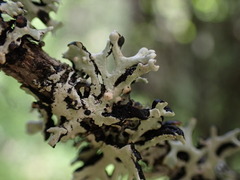 Tremella hypogymniae
