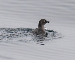 Ptychoramphus aleuticus