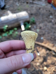 Turbinellus kauffmanii