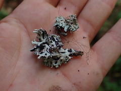 Tremella hypogymniae