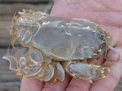 Blepharipoda occidentalis