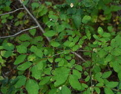 Symphoricarpos rotundifolius