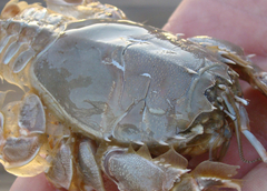 Blepharipoda occidentalis