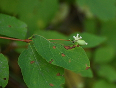 Symphoricarpos rotundifolius