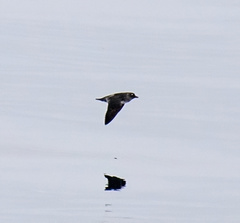 Ptychoramphus aleuticus