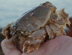 Blepharipoda occidentalis