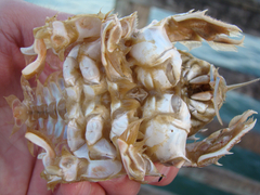 Blepharipoda occidentalis