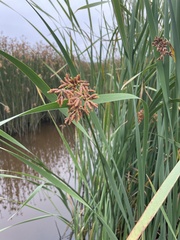 Schoenoplectus californicus