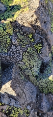 Rhizocarpon