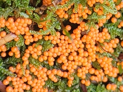 Hemitrichia decipiens