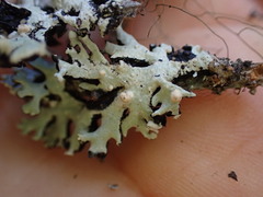 Tremella hypogymniae