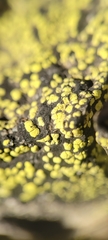 Rhizocarpon