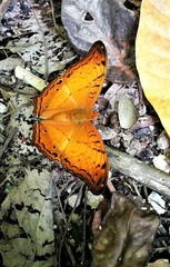 Vindula dejone erotella