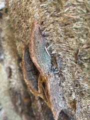 Phellinopsis conchata