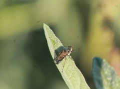 Ozodiceromyia