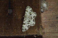 Ophthalmitis albosignaria