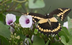 Heraclides cresphontes