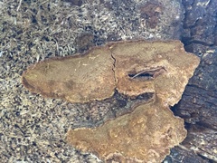 Phellinopsis conchata