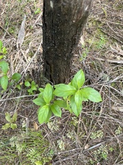 Geniostoma ligustrifolium ligustrifolium