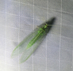 Chrysopa quadripunctata