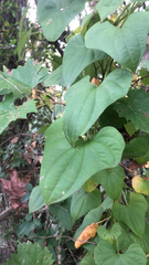 Dioscorea polystachya